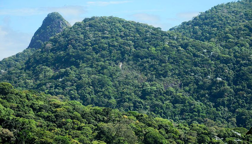  IBGE divulga lista de bioma predominante em cada município do país  